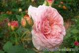 Abraham Darby Abraham Darby