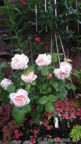 Ambridge Rose Ambridge Rose