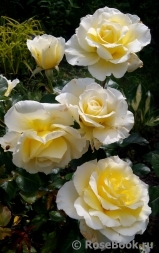 White Licorice White Licorice
