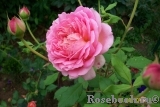 Jubilee Celebration® Jubilee Celebration®