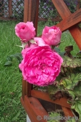 Decor Rose Decor Rose