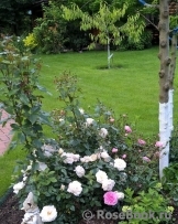 Lions Rose Lions Rose