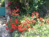 Scarlet Meillandecor Scarlet Meillandecor