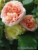 Abraham Darby Abraham Darby