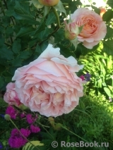 Abraham Darby Abraham Darby
