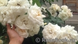 Lions Rose Lions Rose