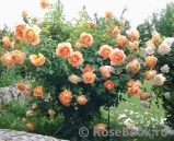 Lady of Shalott 