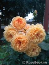 Crown Princess Margareta® Crown Princess Margareta®