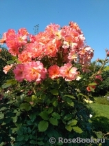 Westerland Westerland