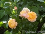 Baby Romantica Baby Romantica