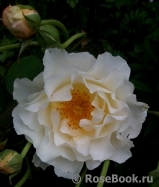 Irene Frain ® Irene Frain ®