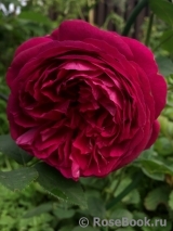 Falstaff® Falstaff®