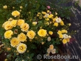 Yellow Fairy Yellow Fairy