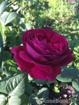 Falstaff® Falstaff®