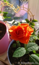 Orange Babyflor Orange Babyflor