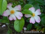 Robe Fleurie Robe Fleurie