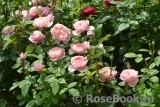 The Alnwick Rose The Alnwick Rose