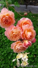 Rose de Gerberoy ® Rose de Gerberoy ®