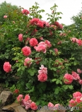 Rosarium Uetersen Rosarium Uetersen