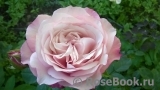 Kordes' Rosenfaszination ® Kordes' Rosenfaszination ®
