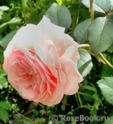 A Shropshire Lad A Shropshire Lad