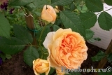 Crown Princess Margareta® Crown Princess Margareta®
