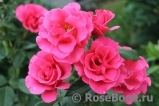 Romanze Romanze