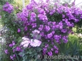 Purple Skyliner Purple Skyliner