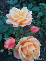 Apricot Clementine Apricot Clementine