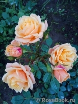Apricot Clementine Apricot Clementine