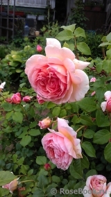Abraham Darby Abraham Darby