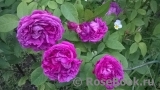 Reine des Violettes Reine des Violettes