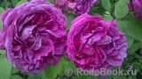 Reine des Violettes Reine des Violettes