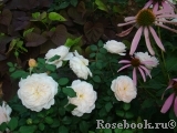 Crocus Rose® Crocus Rose®