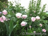 Hans Gonewein Rose 