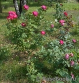Belle de Segosa® Belle de Segosa®