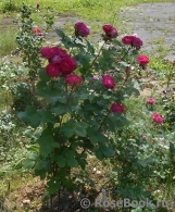 Belle de Segosa® Belle de Segosa®