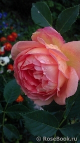 Lady of Shalott Lady of Shalott