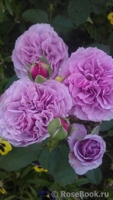 Lavender Ice Lavender Ice
