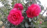 Vin Rose Vin Rose