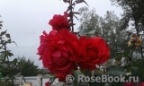 Vin Rose Vin Rose