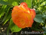 Gartenspass ® Gartenspass ®