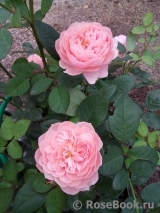 The Alnwick Rose The Alnwick Rose