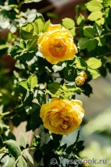 Golden Celebration® Golden Celebration®
