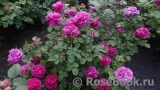 Princess Anne Princess Anne