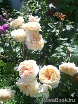 Apricot Sky ® Apricot Sky ®