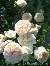 Apricot Sky ® Apricot Sky ®