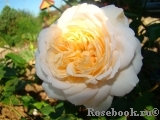 Crocus Rose® Crocus Rose®
