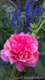 Laduree ® Laduree ®