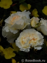 Poustinia Poustinia